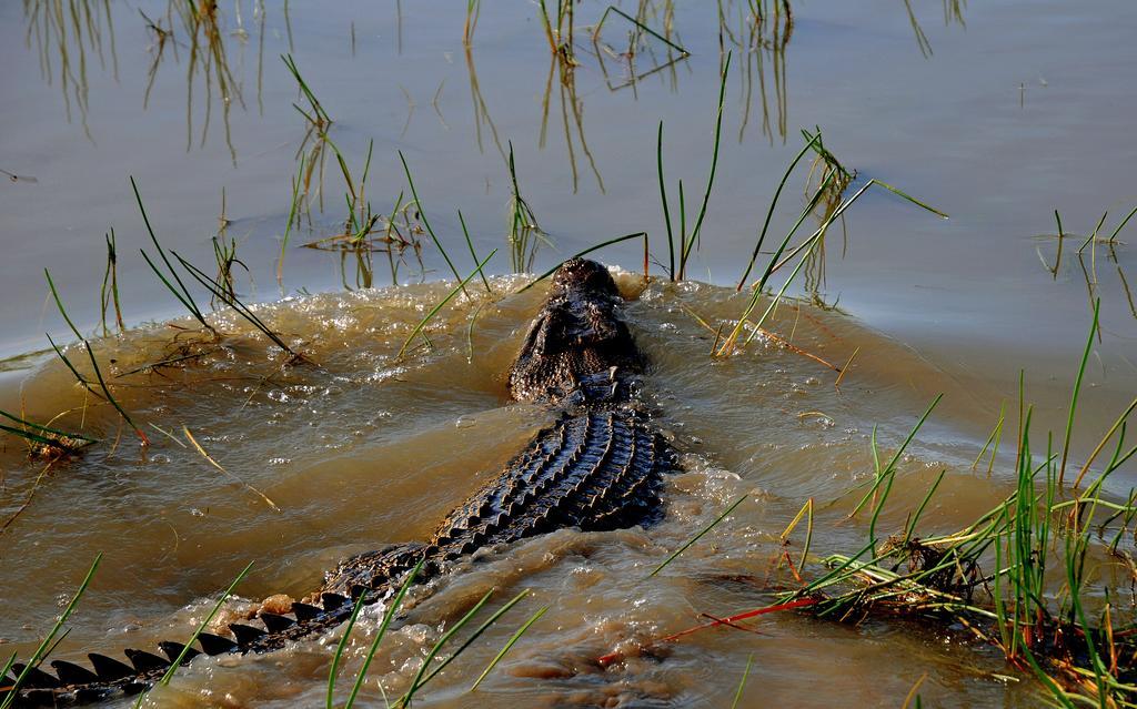 Bamurru Plains Point Stuart Luaran gambar