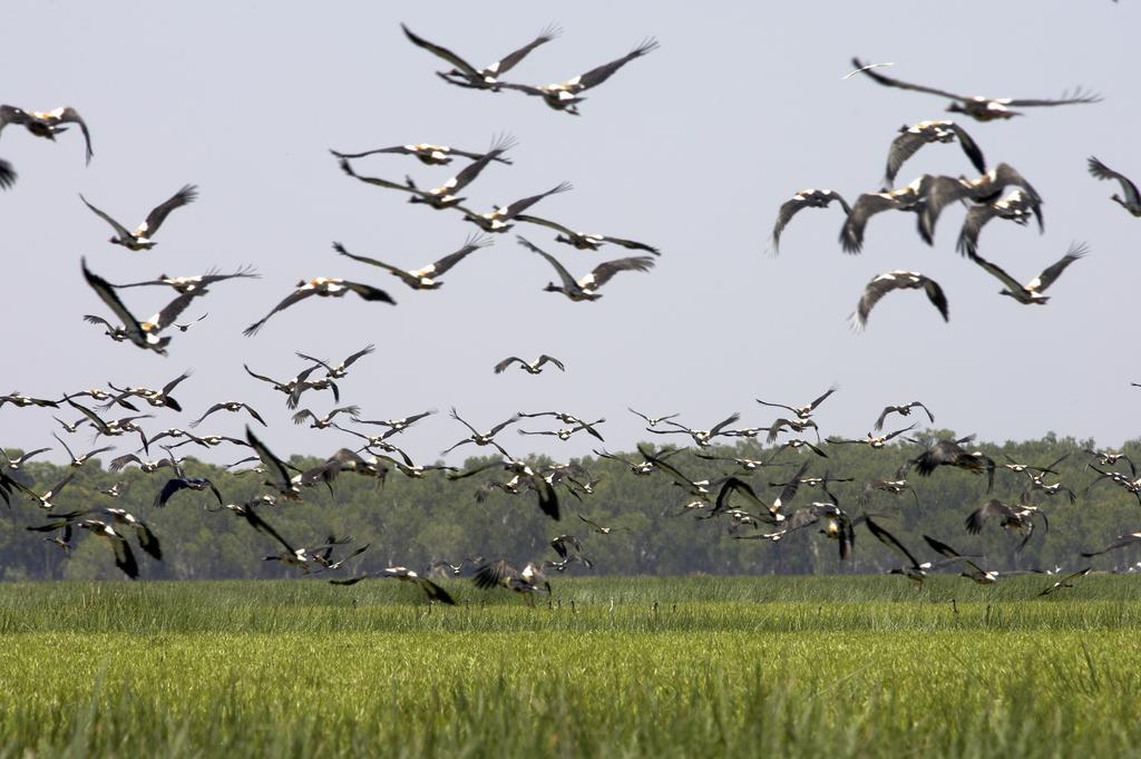 Bamurru Plains Point Stuart Luaran gambar