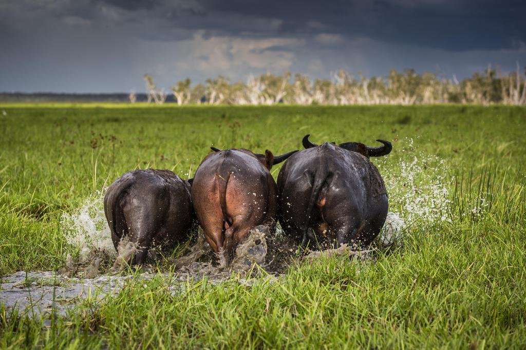 Bamurru Plains Point Stuart Luaran gambar